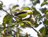 American Goldfinch juvenile